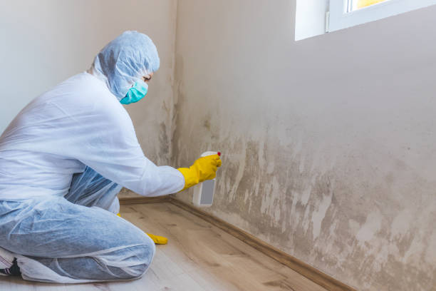 Mold Remediation specialist working in Stevenson